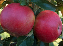 Яблоня «Жигулевское»